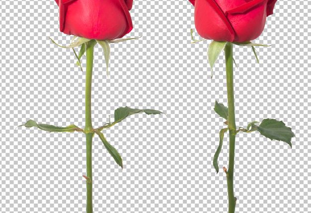 گل رز قرمز لایه باز