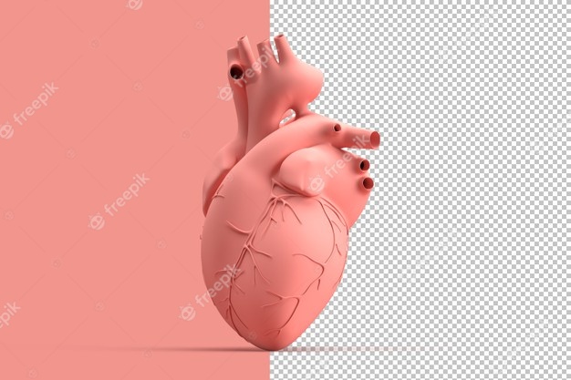تصویر قلب واقعی انسان لایه باز